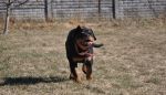 Ера Шварцер Хельд, возраст 3.5 месяца / Era Schwarzer Held 3.5 months old