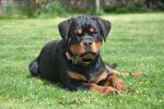 Ера Шварцер Хельд, возраст 5 месяцев / Era Schwarzer Held 5 months old