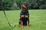 Ера Шварцер Хельд, возраст 7 месяцев / Era Schwarzer Held 7 months old
