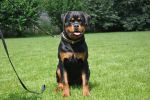 Ера Шварцер Хельд, возраст 7 месяцев / Era Schwarzer Held 7 months old