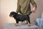 желтая сука 45 дней / yellow female 45 days old