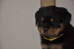 желтая сука 45 дней / yellow female 45 days old