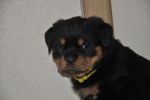 желтая сука 45 дней / yellow female 45 days old