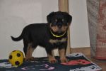 желтая сука 45 дней / yellow female 45 days old