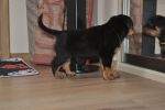 желтая сука 45 дней / yellow female 45 days old