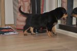 желтая сука 45 дней / yellow female 45 days old