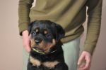 зеленая сука 45 дней / green female 45 days old