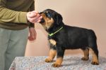 зеленая сука 45 дней / green female 45 days old
