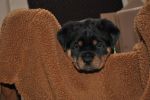 зеленая сука 45 дней / green female 45 days old