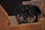 зеленая сука 45 дней / green female 45 days old