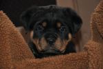 зеленая сука 45 дней / green female 45 days old