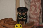зеленая сука 45 дней / green female 45 days old