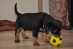 зеленая сука 45 дней / green female 45 days old