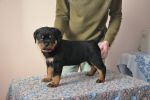 красная сука 45 дней / red female 45 days old