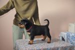 красная сука 45 дней / red female 45 days old