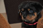 красная сука 45 дней / red female 45 days old