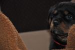 красная сука 45 дней / red female 45 days old