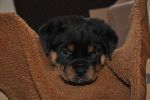 красная сука 45 дней / red female 45 days old
