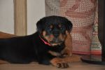 красная сука 45 дней / red female 45 days old