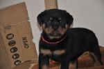 красная сука 45 дней / red female 45 days old