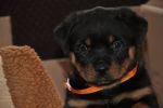 оранжевая сука 45 дней / orange female 45 days old