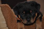 оранжевая сука 45 дней / orange female 45 days old