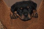 оранжевая сука 45 дней / orange female 45 days old