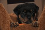 оранжевая сука 45 дней / orange female 45 days old