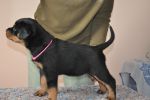 розовая сука 45 дней / pink female 45 days old