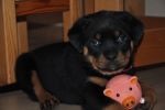 розовая сука 45 дней / pink female 45 days old