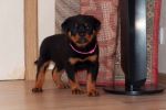 розовая сука 45 дней / pink female 45 days old