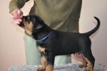 синий кобель 45 дней / dark blue male 45 days old