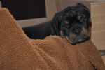 синий кобель 45 дней / dark blue male 45 days old