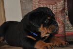 синий кобель 45 дней / dark blue male 45 days old