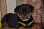 синий кобель 45 дней / dark blue male 45 days old