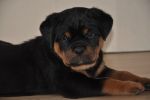 синий кобель 45 дней / dark blue male 45 days old