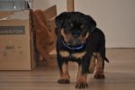 синий кобель 45 дней / dark blue male 45 days old