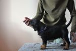фиолетовый кобель 45 дней / violet male 45 days old