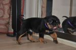 фиолетовый кобель 45 дней / violet male 45 days old