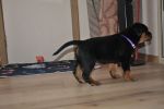 фиолетовый кобель 45 дней / violet male 45 days old