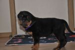 фиолетовый кобель 45 дней / violet male 45 days old