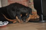фиолетовый кобель 45 дней / violet male 45 days old