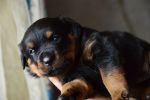 голубой кобель, 20 дней