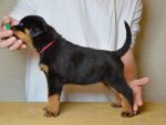 39 дней / 39 days old