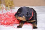 красная сука 6 дней