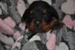зеленый кобель 25 дней / green male 25 days old