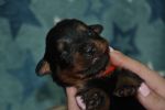 красный кобель 16 дней / red male 16 days old