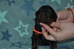 оранжевый кобель 16 дней / orange male 16 days old