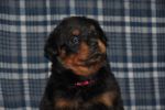 розовая сука 39 дней / pink female 39 days old