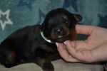 серая сука 16 дней / grey female 16 days old